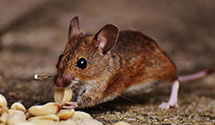 24 Hour & Emergency Exterminators in Casselberry, FL